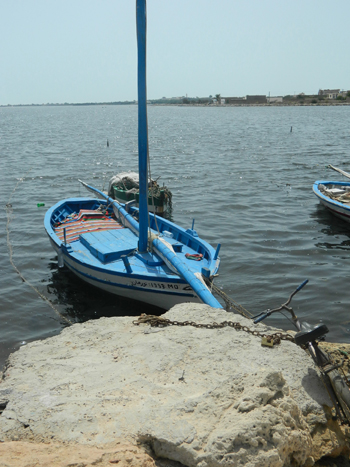 Le speranze del gelsomino